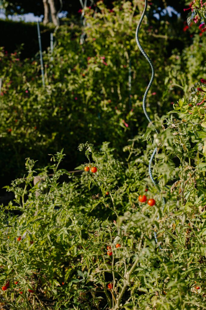 tomate du jardin bordeaux
